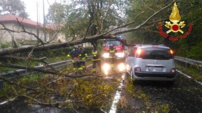 Maltempo in Lombardia: pioggia, forte vento e alberi caduti - Cronaca - ilgiorno.it