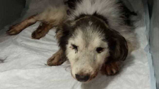 Cane Nel Cassonetto C E Un Indiziato Cronaca Lanazione It