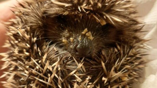 Lodi Cucciolo Di Riccio Cerca Staffetta Per Essere Curato In Un Centro Specializzato Cronaca