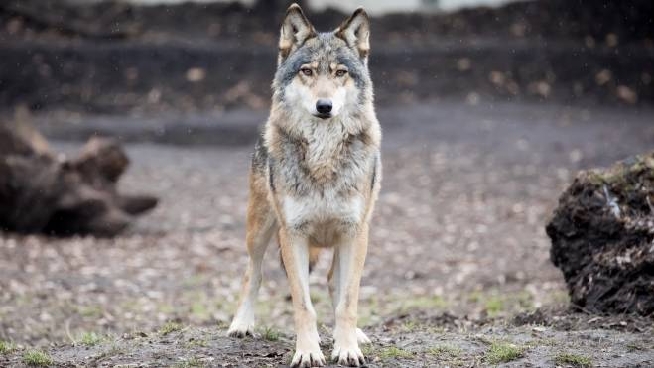 Amici Animali Incontri Un Lupo Ecco Cosa Fare Cronaca Lanazione It