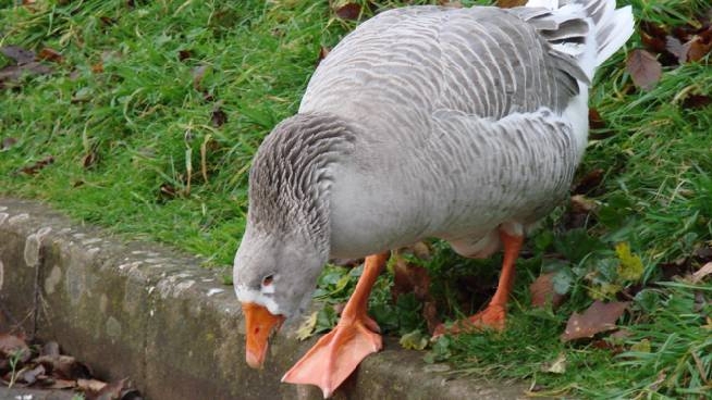 La Storia Dell Uomo Che Va Al Pub Con Due Oche Contro La Solitudine Da Lockdown Magazine