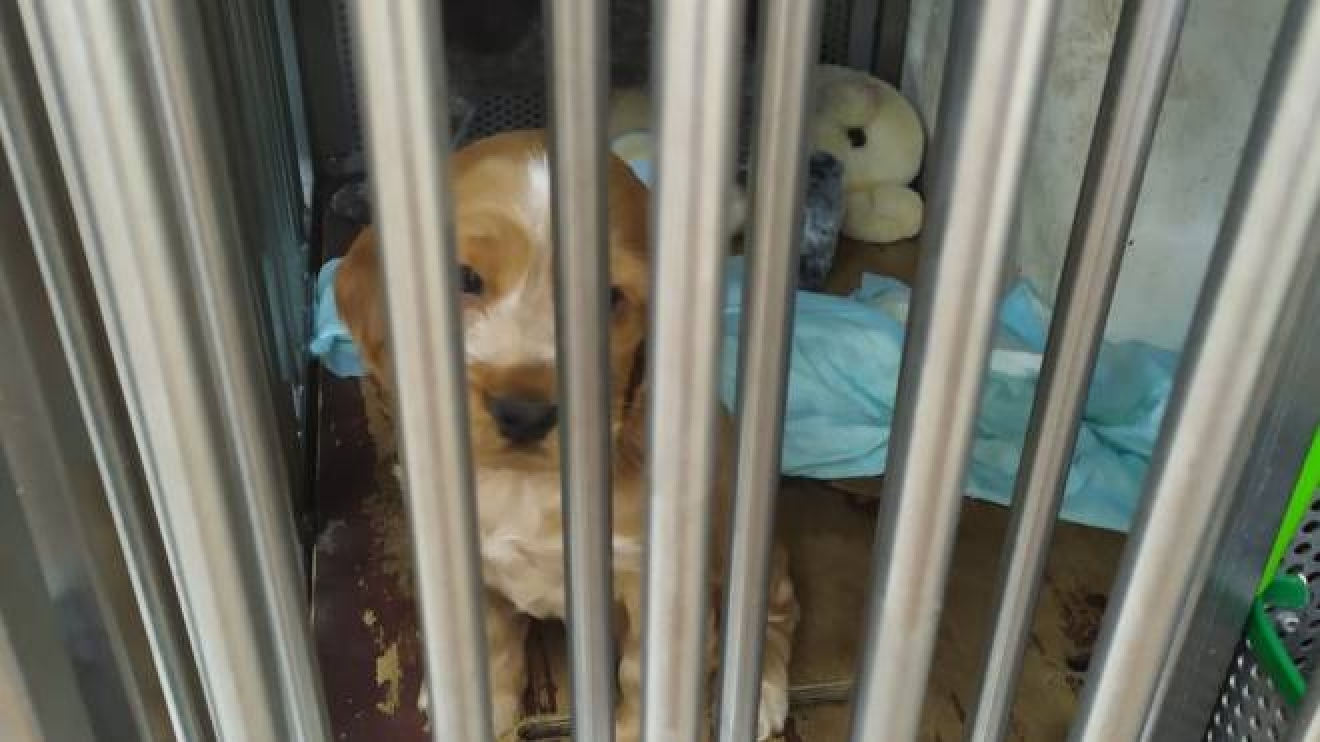 Lomazzo Sequestrati Dieci Cuccioli Dalla Polizia Stradale Cronaca Ilgiorno It