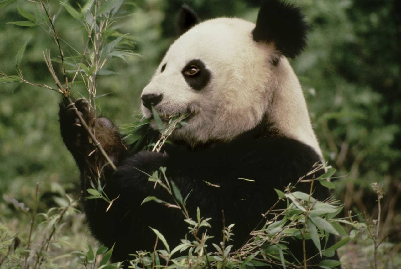Wwf Italia Adotta Una Specie A Rischio La Campagna Di Natale Cronaca Quotidiano Net