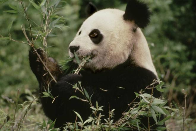 Wwf Italia Adotta Una Specie A Rischio La Campagna Di Natale Cronaca Quotidiano Net