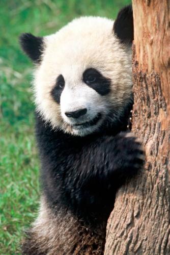 Wwf Italia Adotta Una Specie A Rischio La Campagna Di Natale Cronaca Quotidiano Net