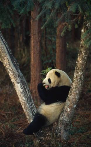 Wwf Italia Adotta Una Specie A Rischio La Campagna Di Natale Cronaca Quotidiano Net