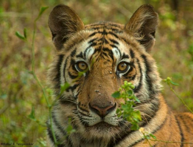 Wwf Italia Adotta Una Specie A Rischio La Campagna Di Natale Cronaca Quotidiano Net