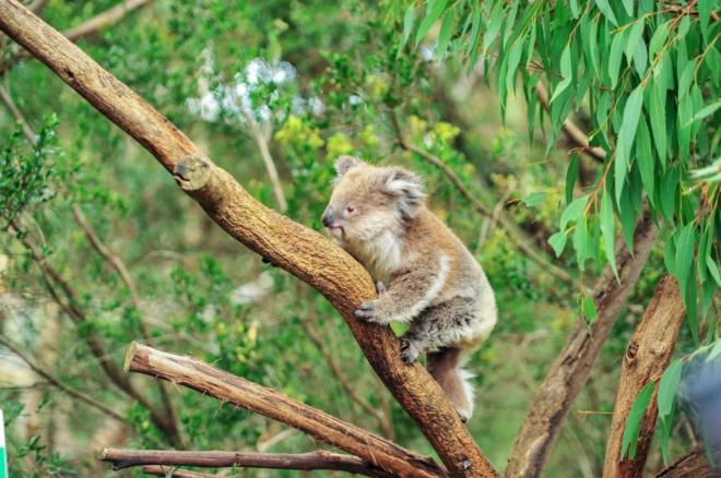 Wwf Italia Adotta Una Specie A Rischio La Campagna Di Natale Cronaca Quotidiano Net