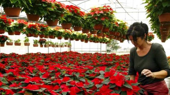 Stelle di Natale belle, pronte e invendute. "Il rischio? Buttare via tutto  il 25 dicembre" - Cronaca