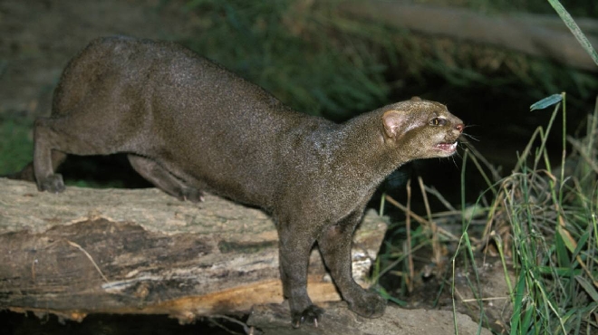 10 Felini Bellissimi Che Non Avevi Mai Visto Magazine Quotidiano Net