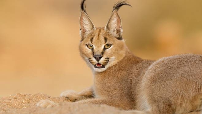 10 Felini Bellissimi Che Non Avevi Mai Visto Magazine Quotidiano Net