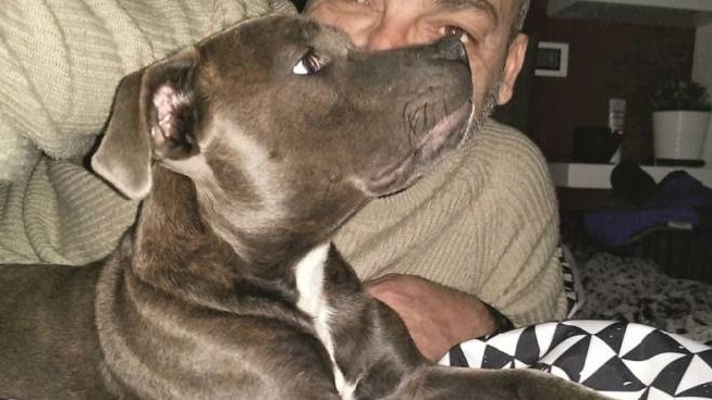 Cani Rapiti L Incubo Dei Combattimenti Cinquemila Euro Per Riavere La Mia Dea Cronaca