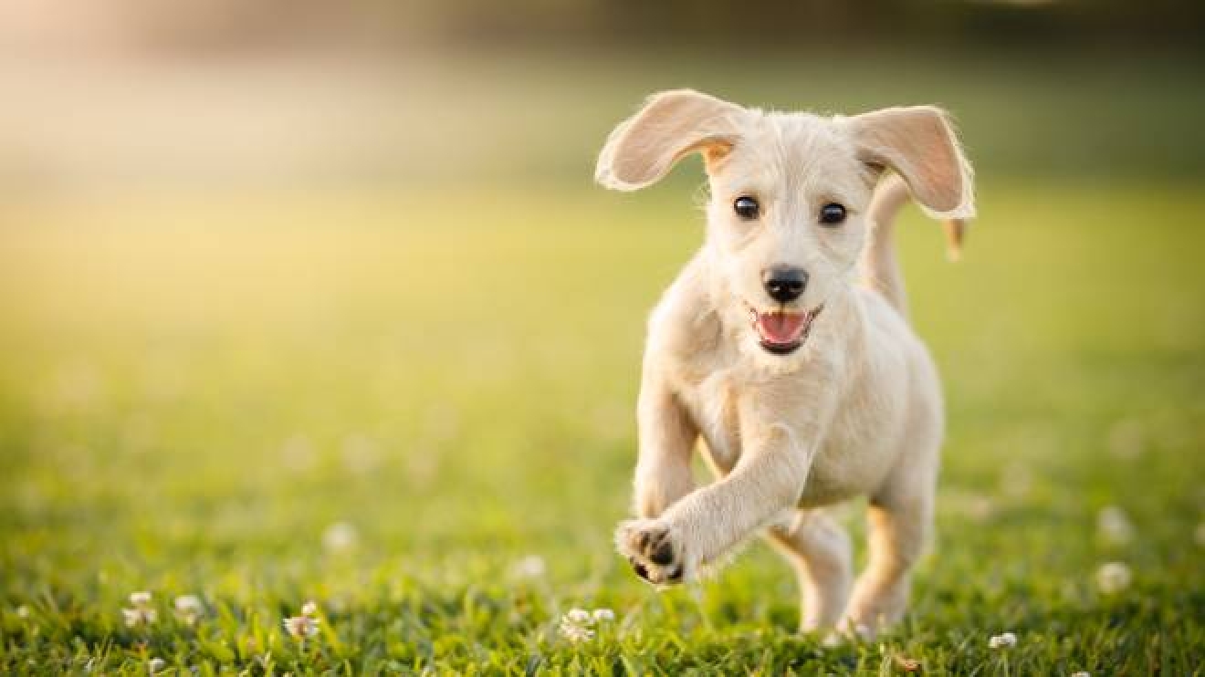 Amici Animali Cani Ecco Quali Sono I Piu Amati Cronaca Lanazione It