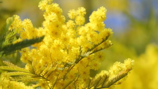 La mimosa, fiore simbolo della Giornata internazionale dei diritti della donna