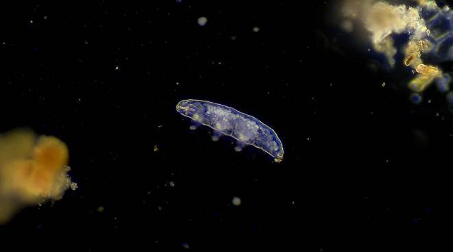 Foto: Video Science / iStock