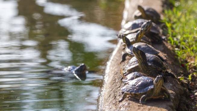 Tartarughine D Acqua Anche Loro Crescono Meglio Non Comprarle Animali Quotidiano Net