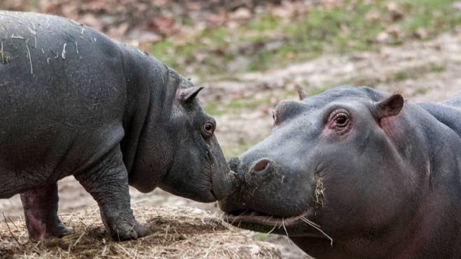Amore di mamma ippopotamo in una foto Zavatterio per Parco Natura Viva