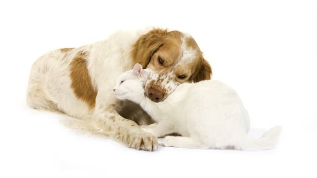 Gatto Abbraccia Cane Che Non Vede Da 10 Giorni Tenerezza Infinita Video Curiosita Quotidiano Net