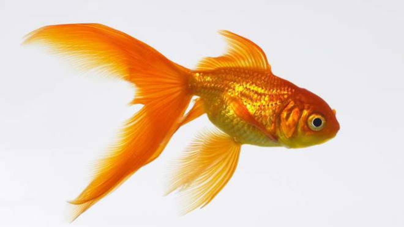 Pesce Rosso Una Specie Aliena E Pericolosa Per I Fiumi Animali Quotidiano Net