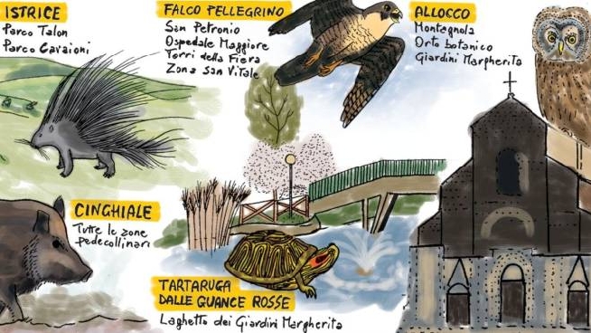 Falchi Cinghiali Istrici E Poiane Gli Animali Selvatici Fuori Dall Uscio Cronaca