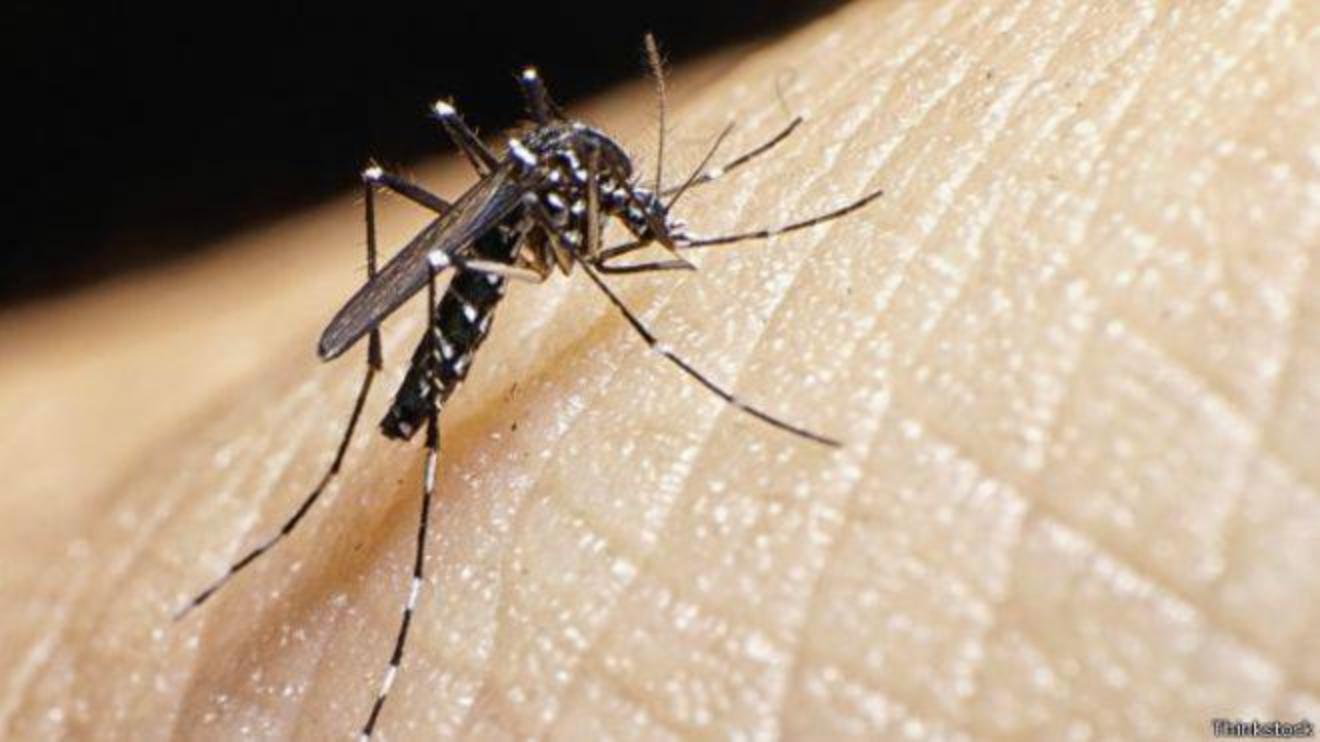 usa guerra alle zanzare insetti maschi untori per eliminare le uova esteri quotidiano net