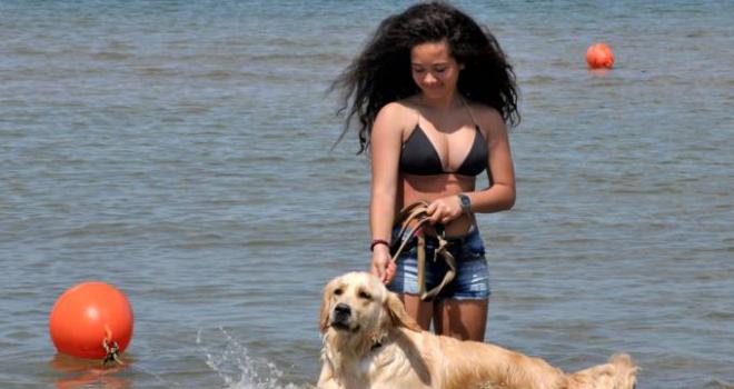 Cani In Spiaggia 2019 Nuova Area A Marina Di Ravenna