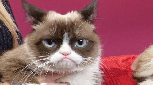 Grumpy Cat