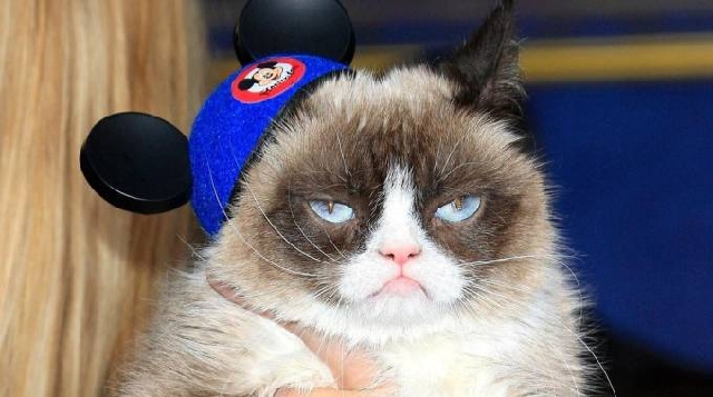 Grumpy Cat