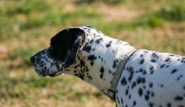 Dalmata in una foto L.Gallitto