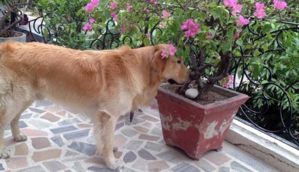 Il cane Argo del marò Salvatore Girone (Ansa)