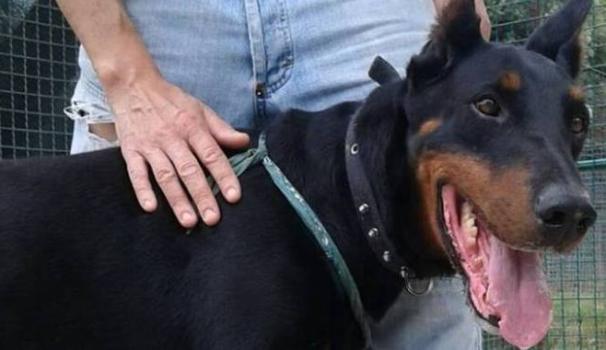 Un’immagine di Joe scattata al canile poco dopo il suo arrivo: il cane è morto nel giorno in cui sarebbe stato adottato dalla nuova famiglia