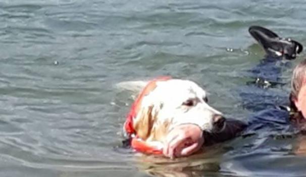 Un golden retrivier da salvataggio in azione nel lago