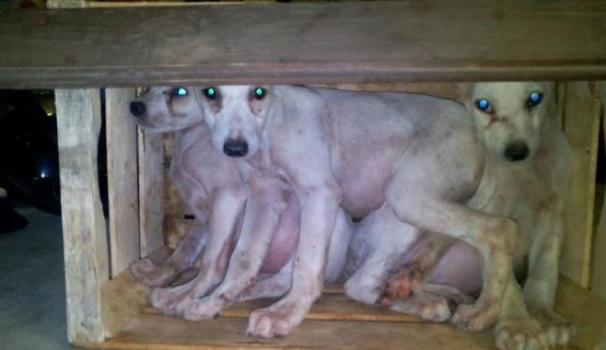 Risultati immagini per Cucciolo