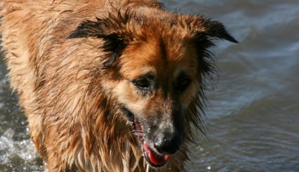 Cane meticcio in una foto L.Gallitto