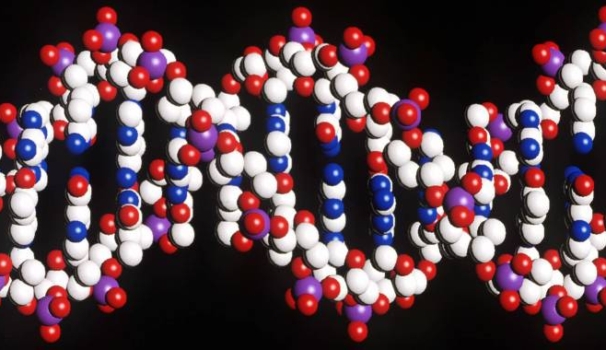 Modello di Dna