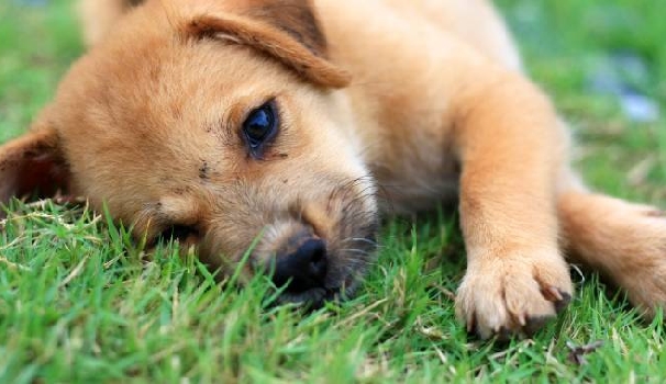 Risultati immagini per cani