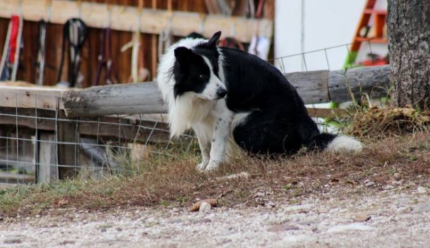 Cane in una foto L.Gallitto