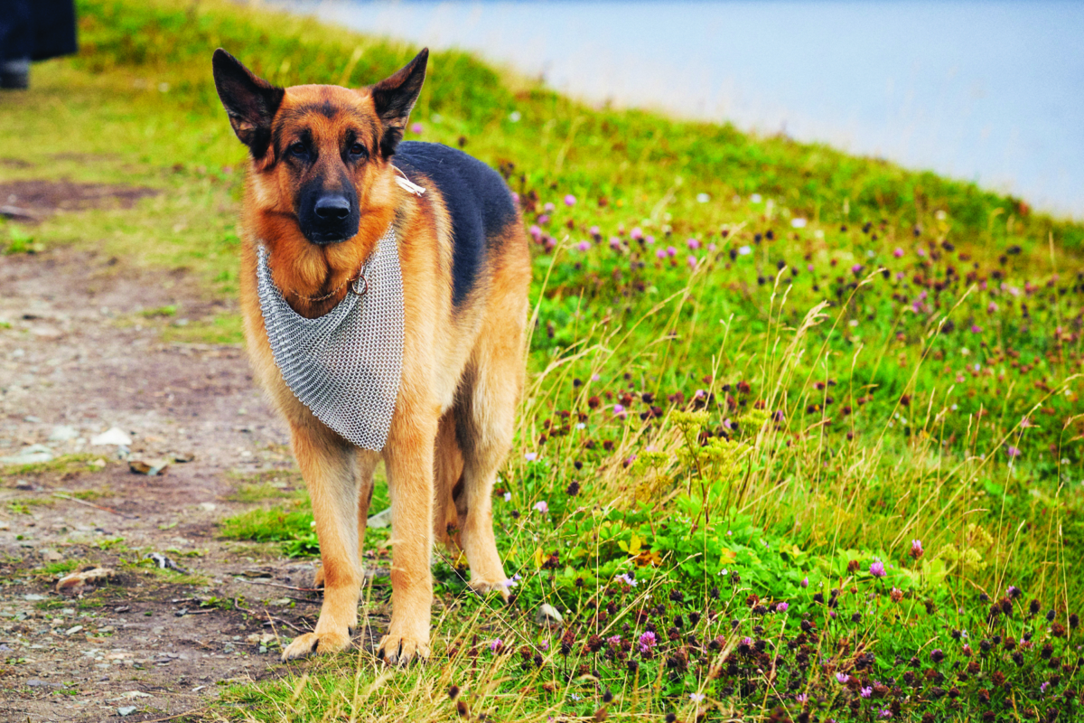 Hudson & Rex-Gioco di ossa