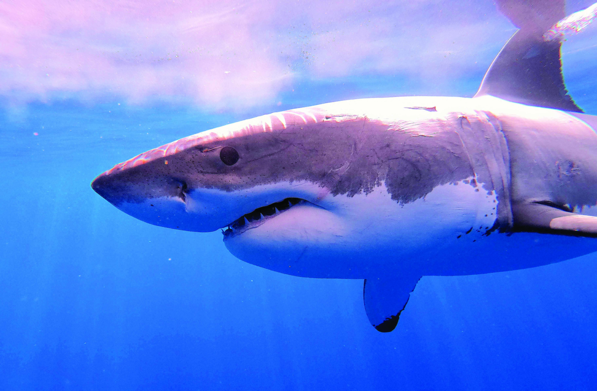 Squalo bianco vs. Kraken: la sfida