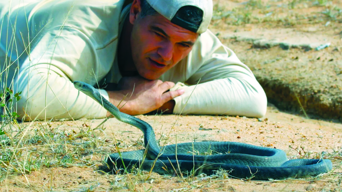 Wild Frank Black Mamba