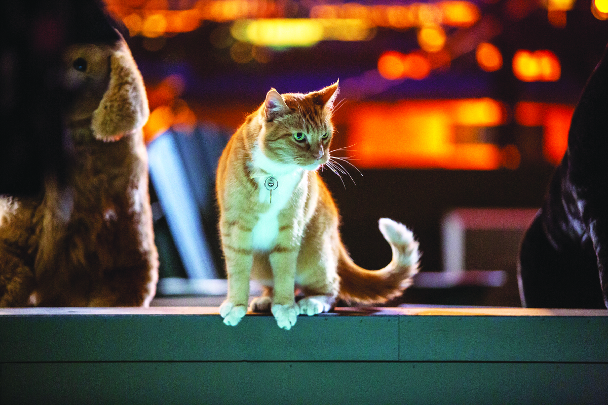 Cani e gatti 3: zampe unite