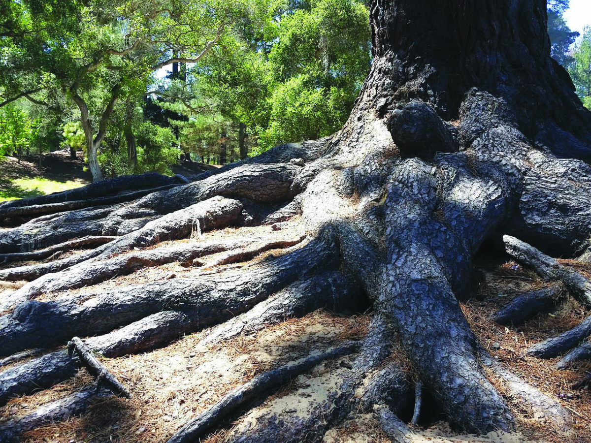 Le radici della vita