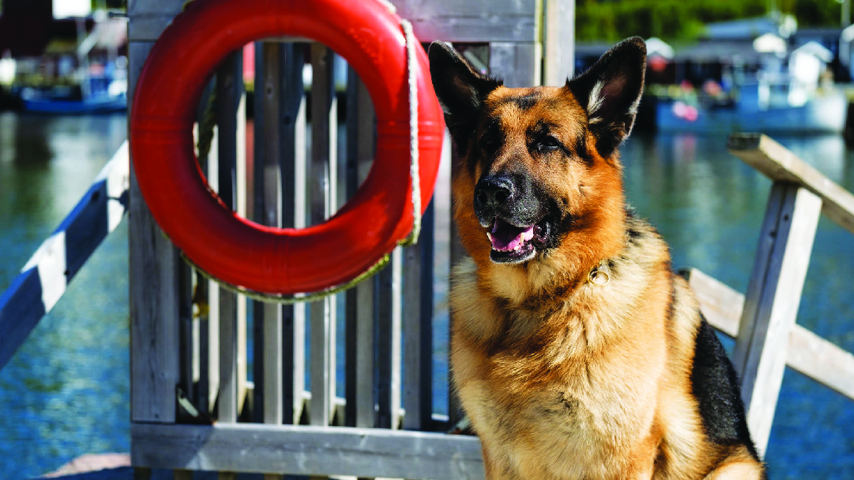 Hudson & Rex-Merluzzo e rum