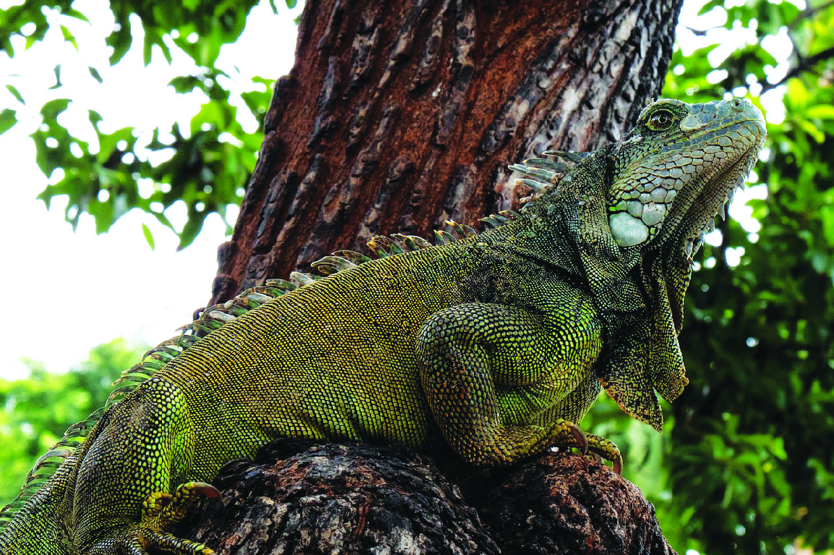 Ecuador, paradiso di biodiversità