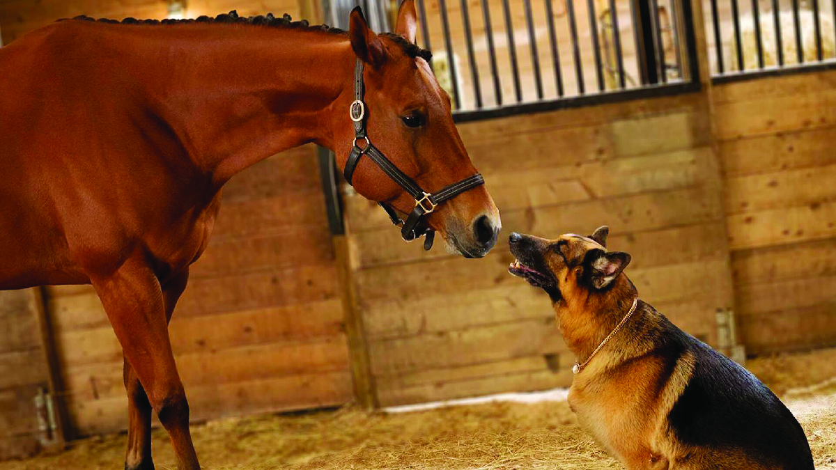 Hudson & Rex-Una messa in scena