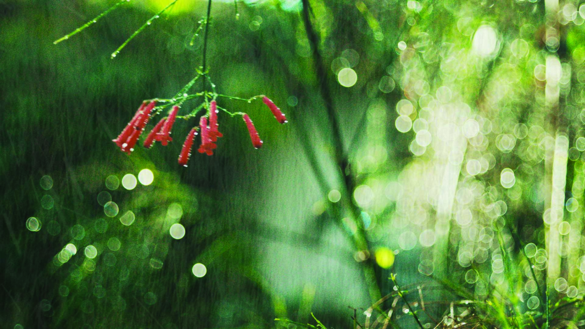 Bestiari, erbari, lapidari