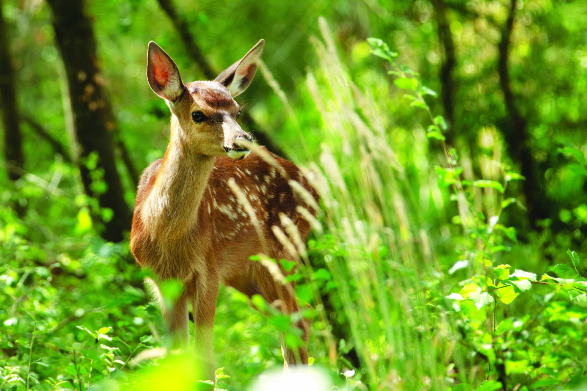 Bambi - Una vita nei boschi