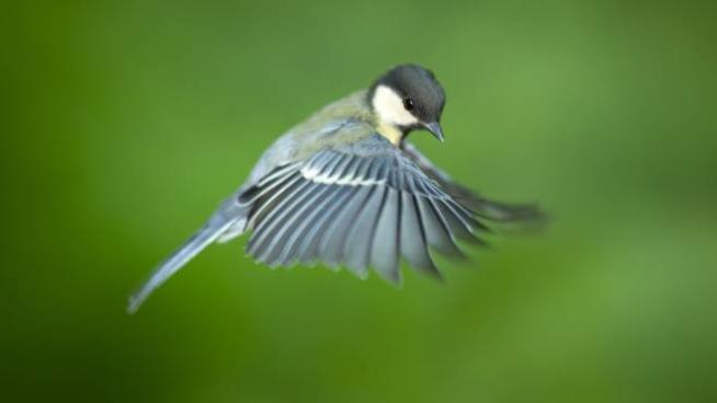 Come Fanno Gli Uccelli A Orientarsi Mentre Volano Animali Quotidiano Net Come Fanno Gli Uccelli A Orientarsi Mentre Volano Animali Quotidiano Net